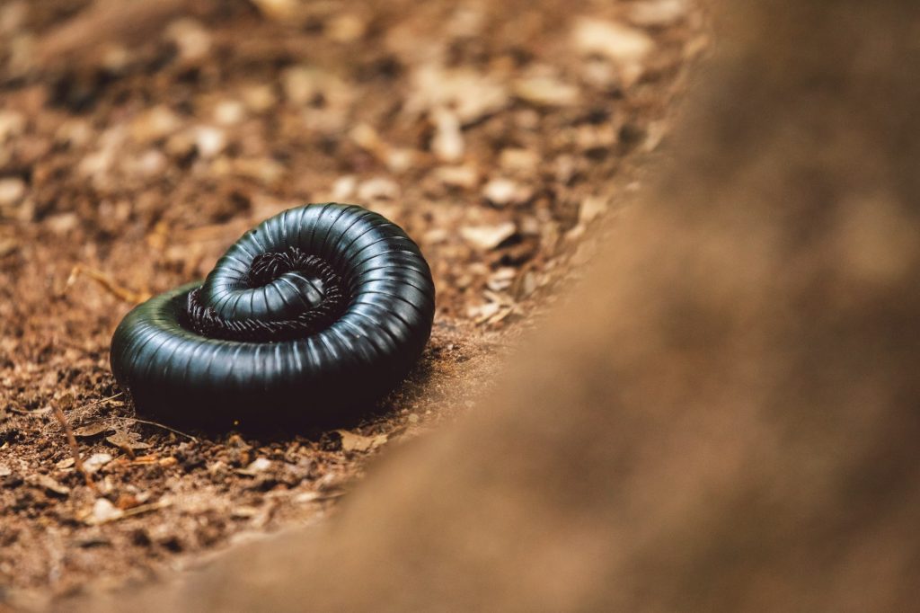 African Giant Black Millipede