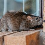 Closeup shot of a gray-brownish rat in Los Angeles