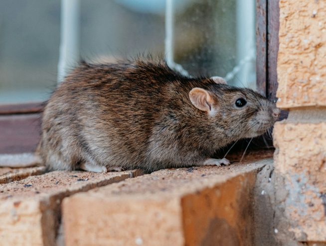 Closeup shot of a gray-brownish rat in Los Angeles