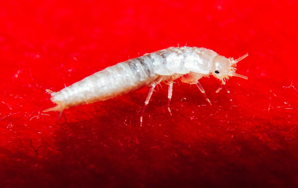 Closeup shot of a small, primitive, wingless insect silverfish on the red background