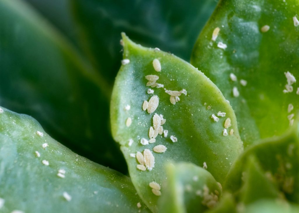 Closeup shot of mealybugs on green leaves