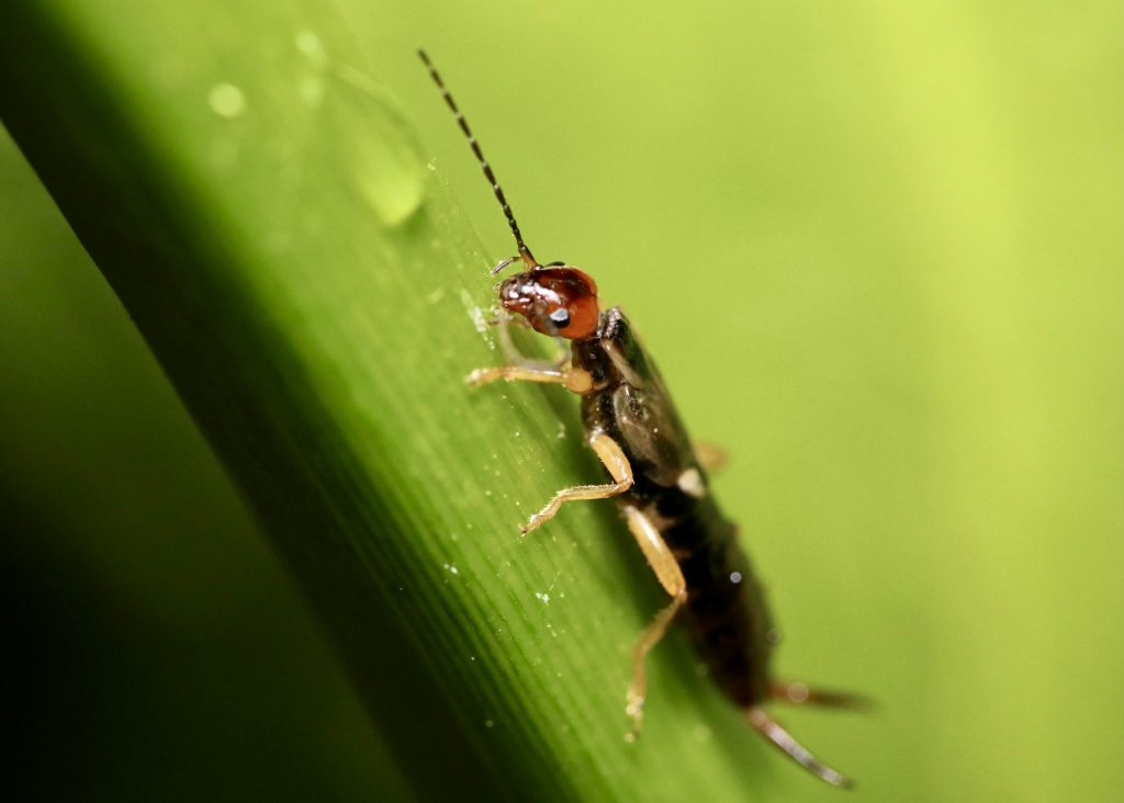 Earwig climbing up plant