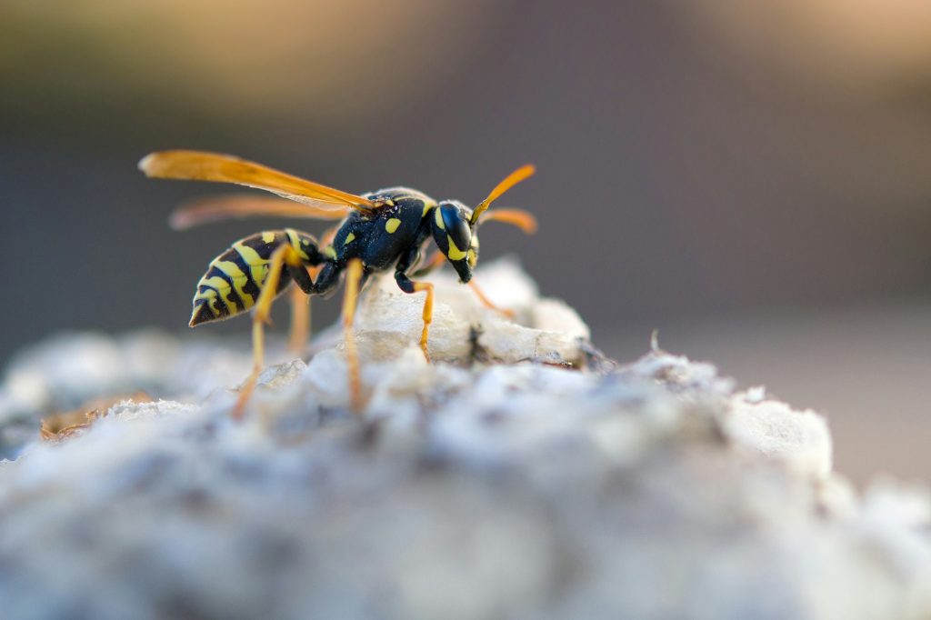 european wasp