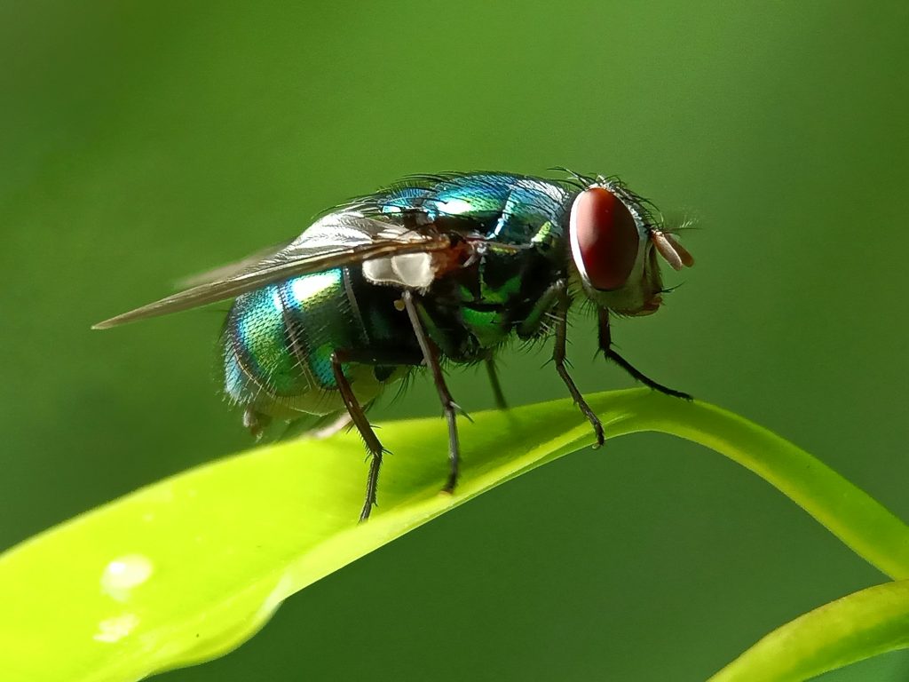 Flies