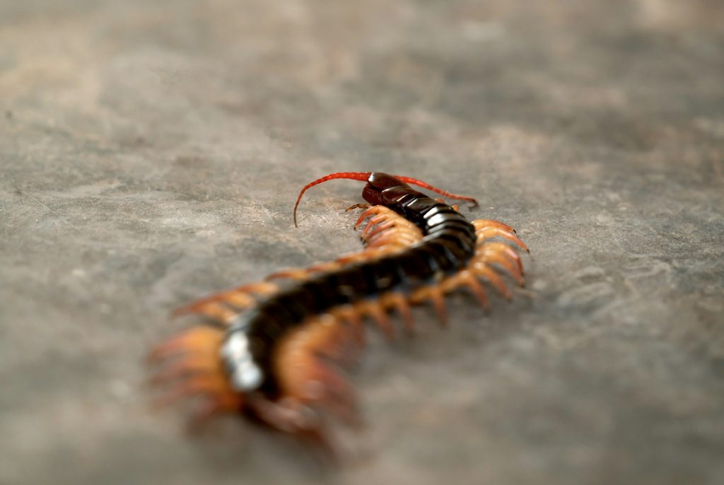 giant centipede on cement floor