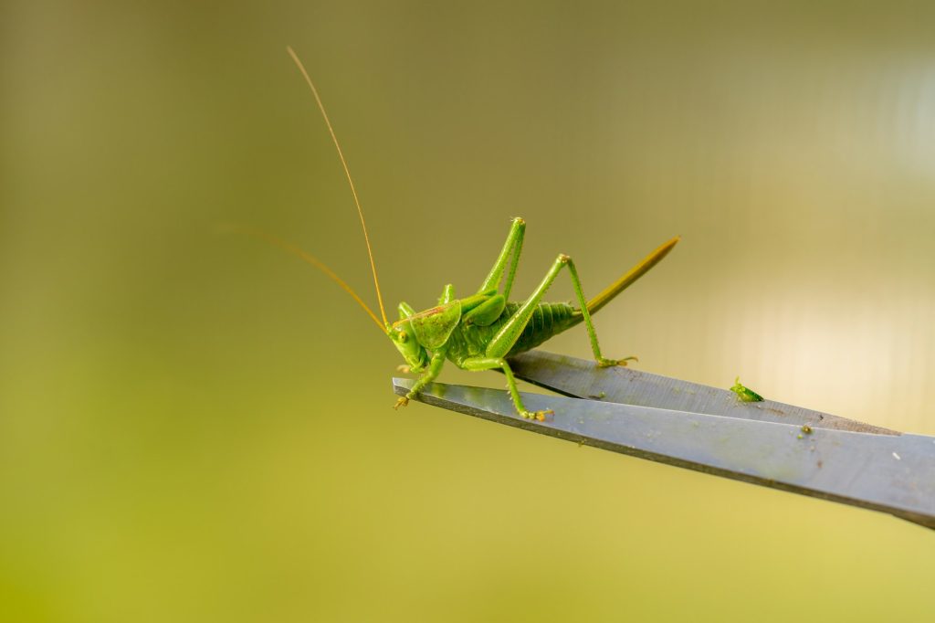 grasshopper resting