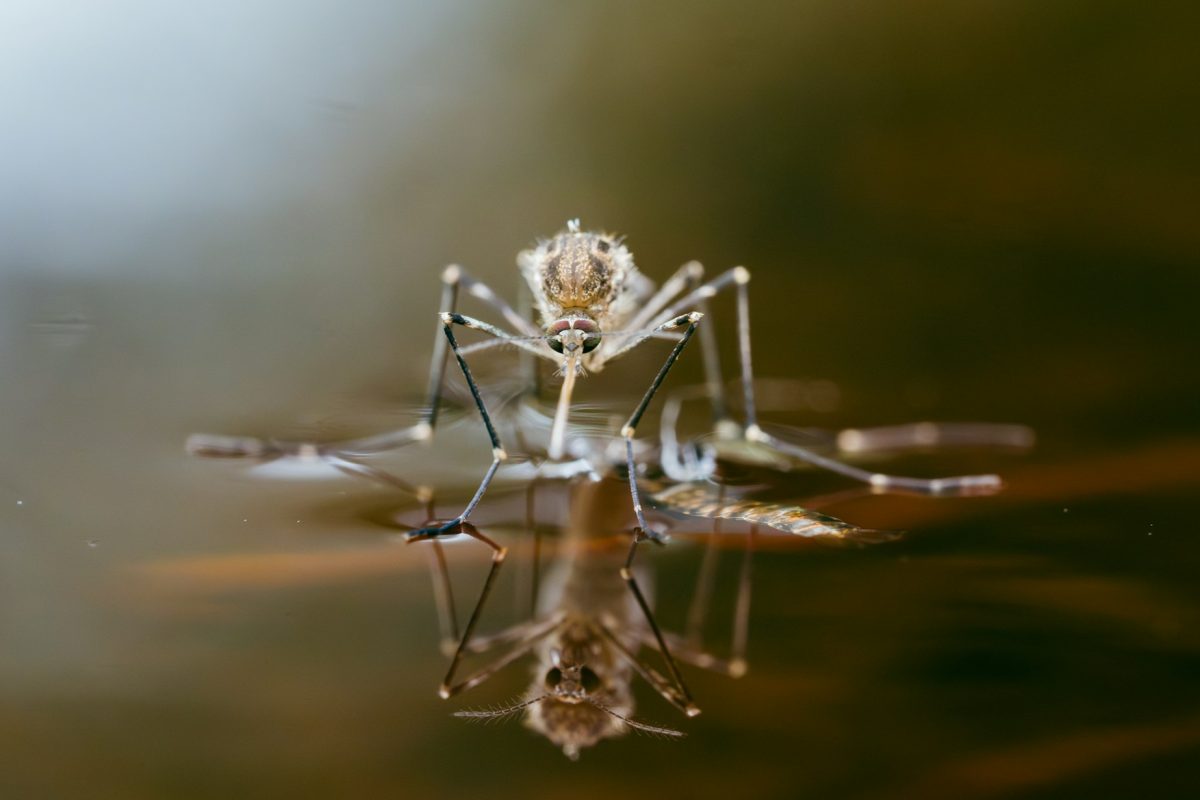 Mosquito on shiny water surface