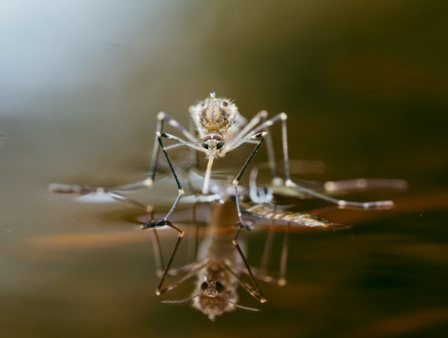 Mosquito on shiny water surface