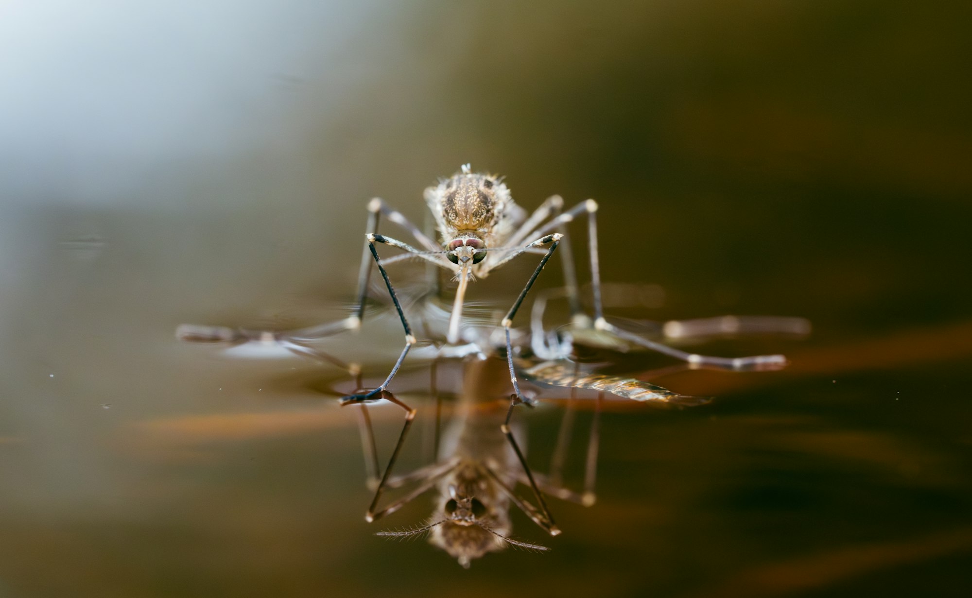 Mosquito on shiny water surface