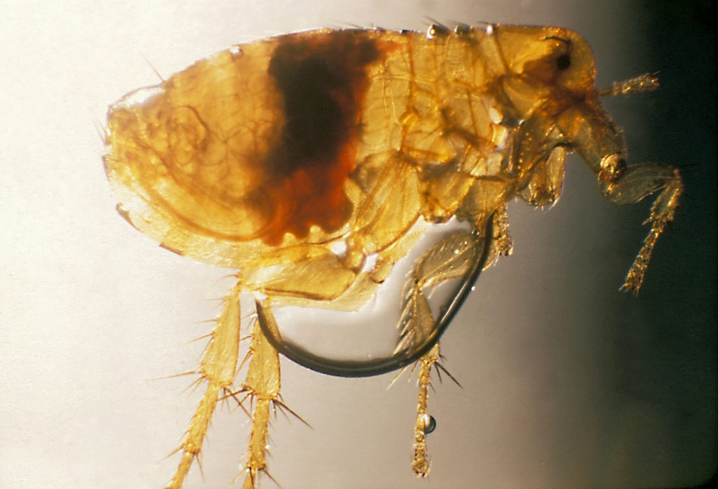 Plague infected flea