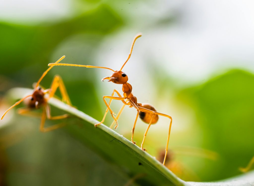 Red ant, Green tree ant ,Weaver ant