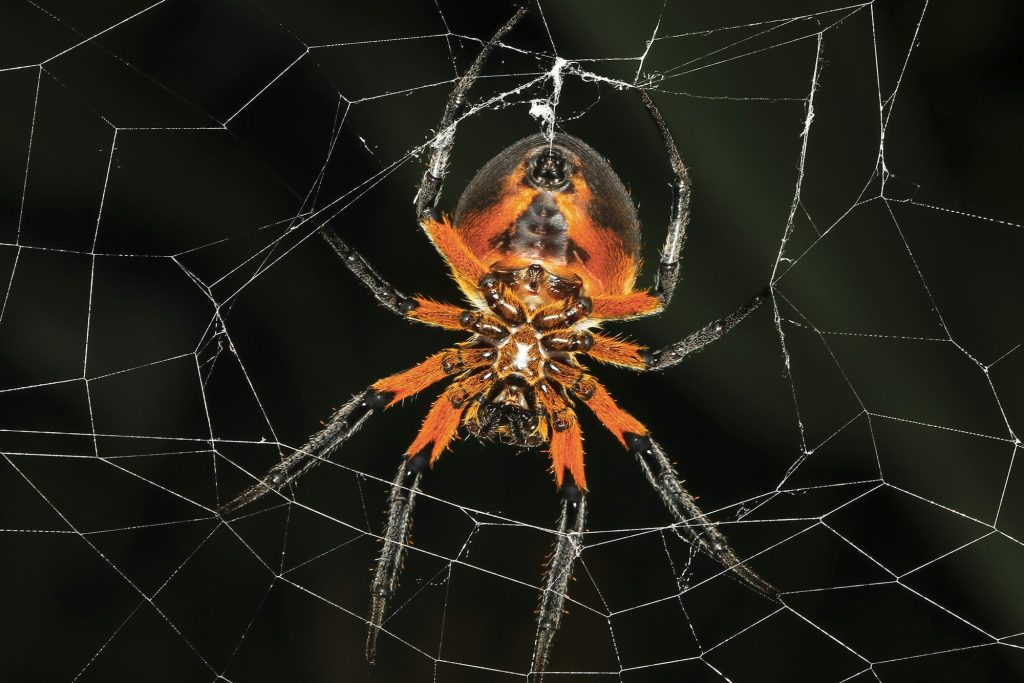 Tropical Red and Black Orb-Weaving Spider in Costa Rica