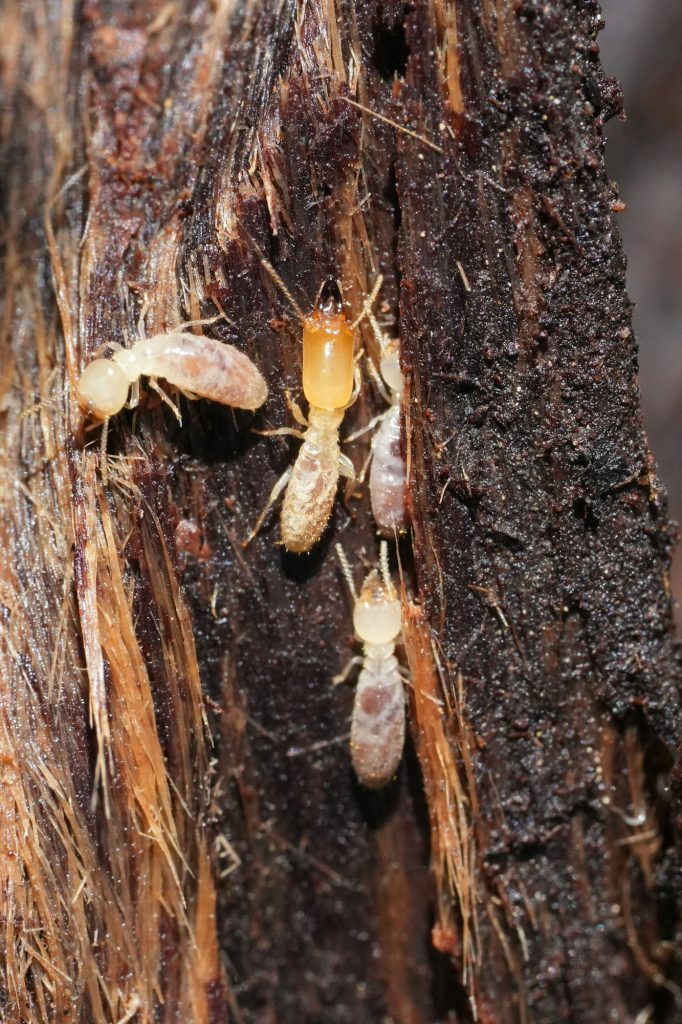 Closeup on some workers and a soldier western subterranean termite, Reticulitermes hesperus