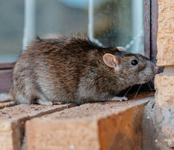 Closeup shot of a gray-brownish rat in Los Angeles