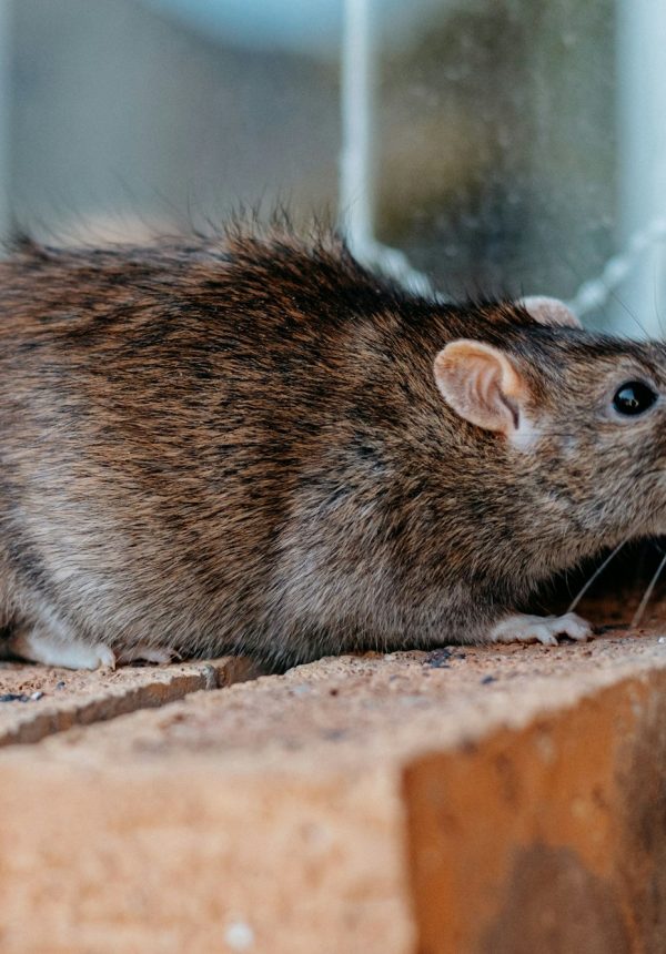 Closeup shot of a gray-brownish rat in Los Angeles