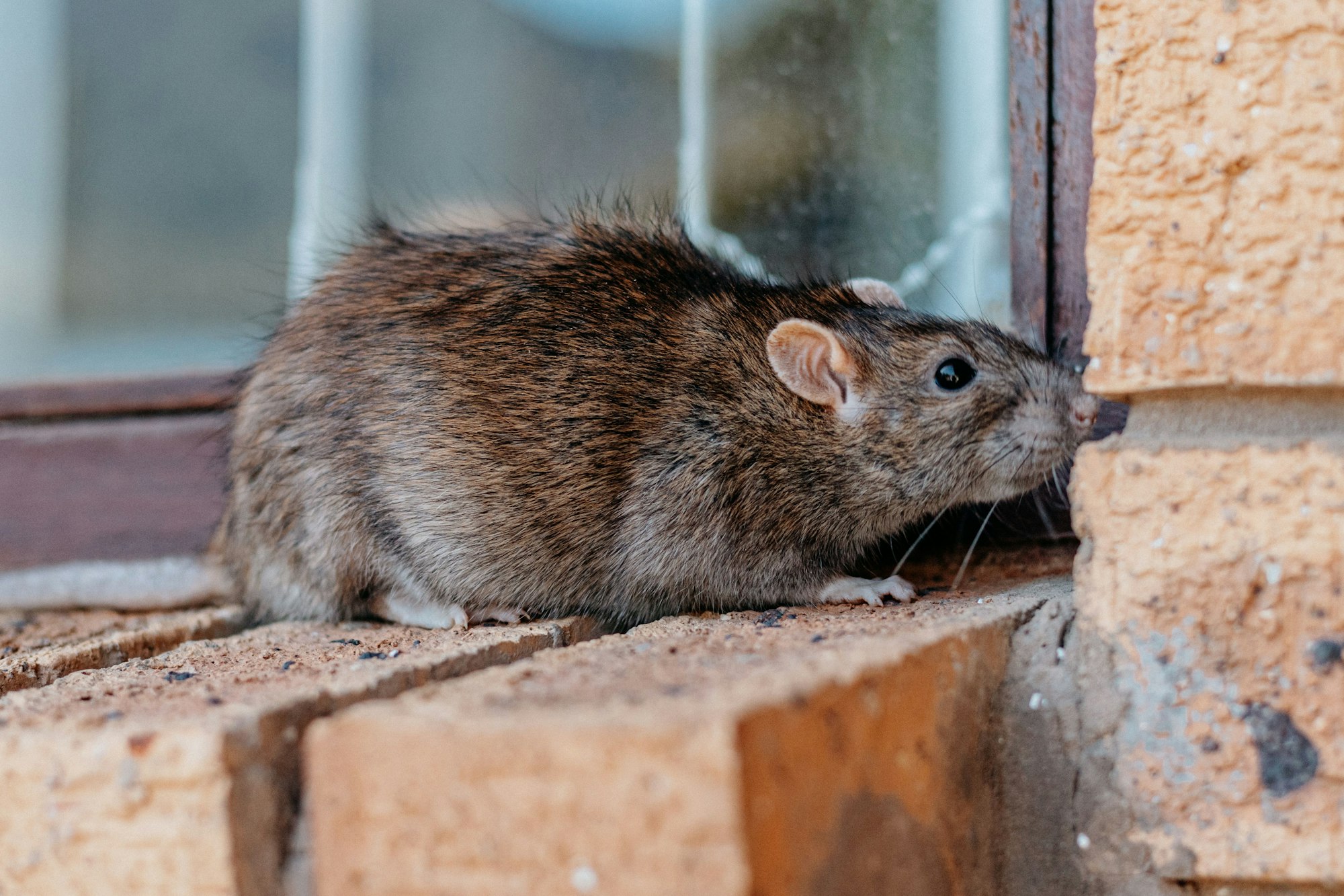 Closeup shot of a gray-brownish rat in Los Angeles