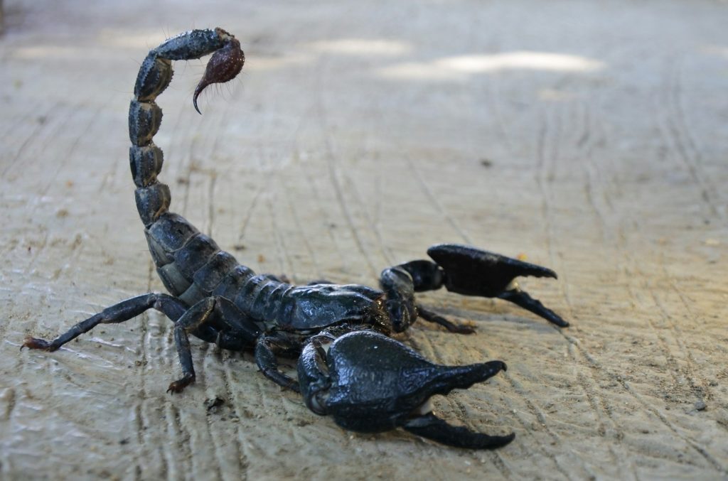 Closeup shot of a poisonous black scorpion on a rough concrete surface