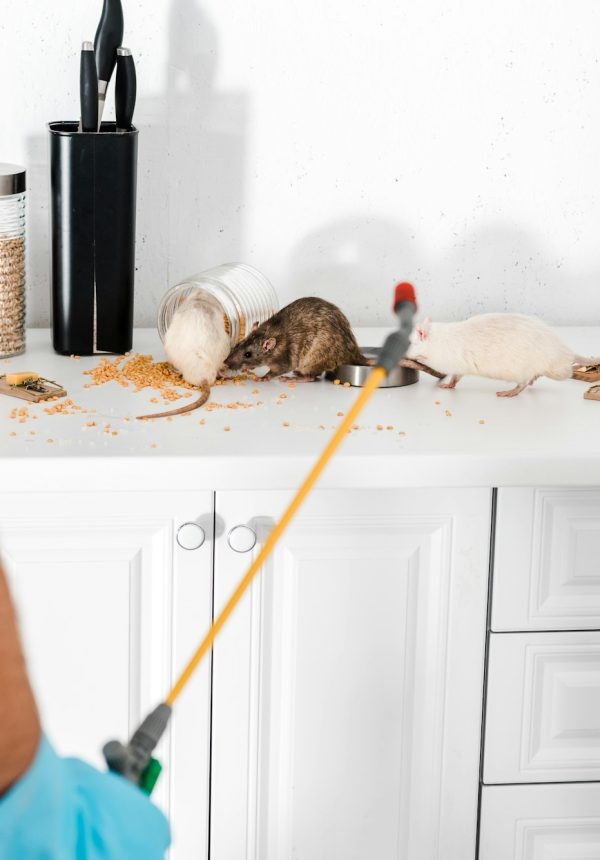 cropped view of exterminator standing near rats in kitchen