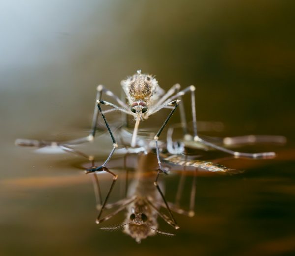 Mosquito on shiny water surface