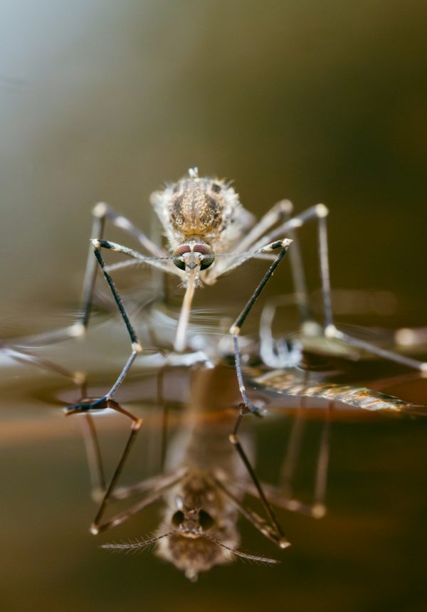 Mosquito on shiny water surface