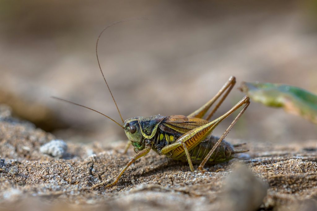 Roesels bush cricket in natural habitat